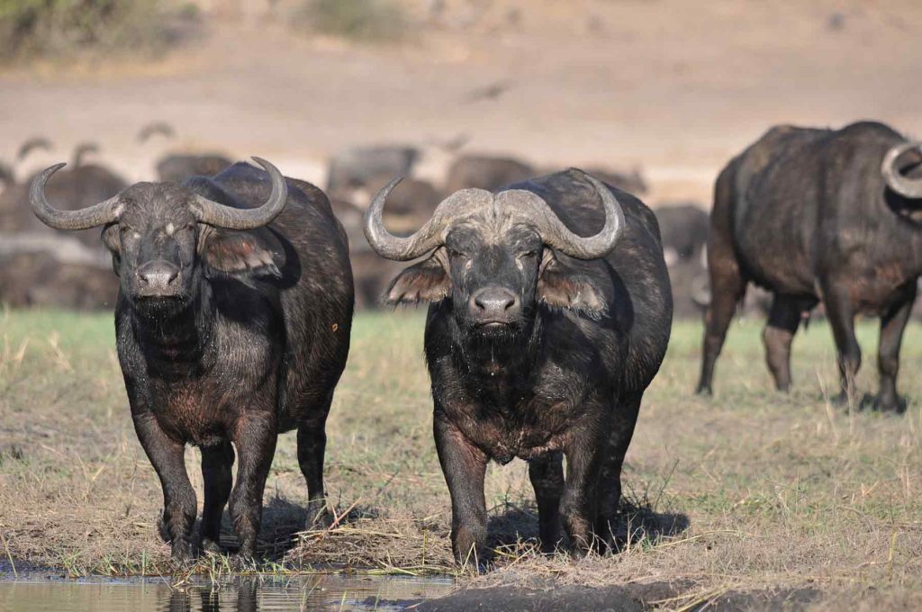 Cape Buffalo-African Big Five