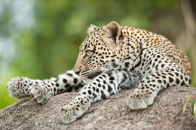Leopard in Serengeti-African Big Five.jpg