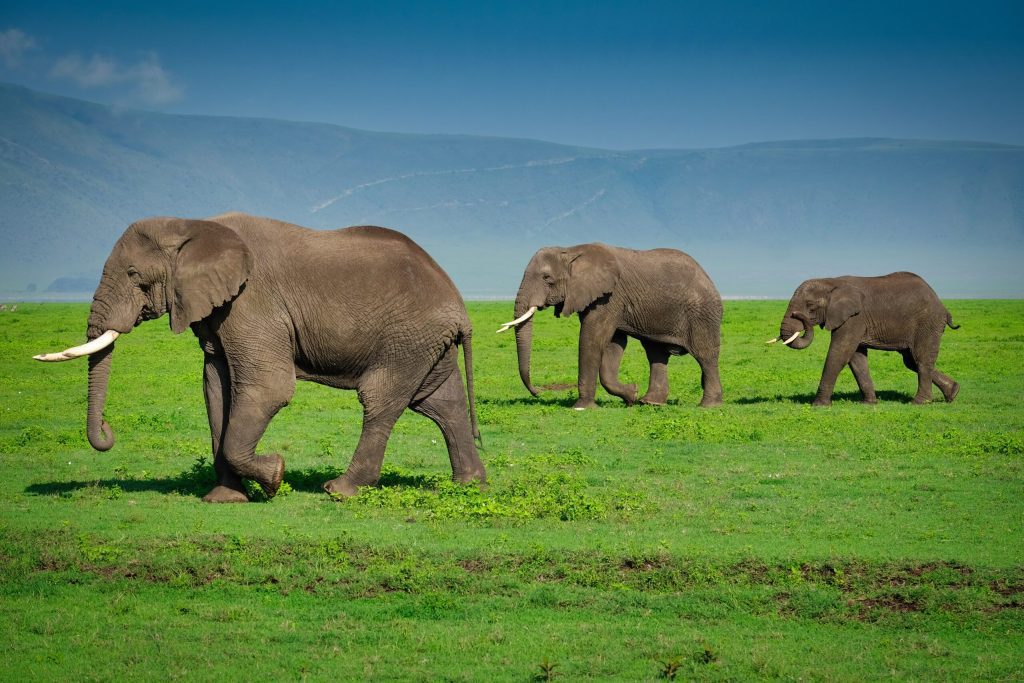 Elephant in Ngorongoro Crater.