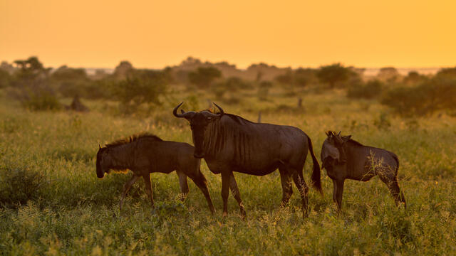 Wildebeest Calving Season