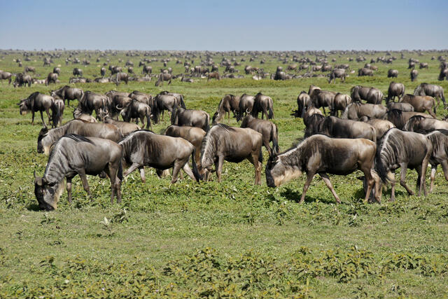 Wildebeest Calving Season