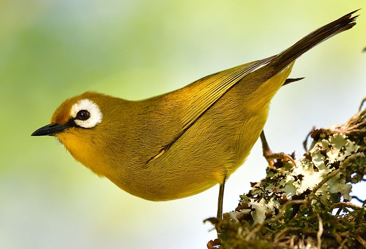 21 Day Lake Victoria to the East Coast Tanzania Birding