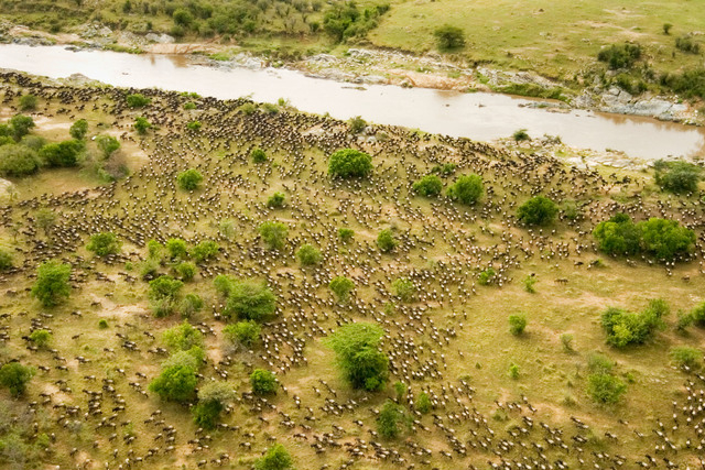 Wildebeest Migration Grumeti River