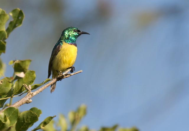 Amani Sunbird-Mateys Wild Tours