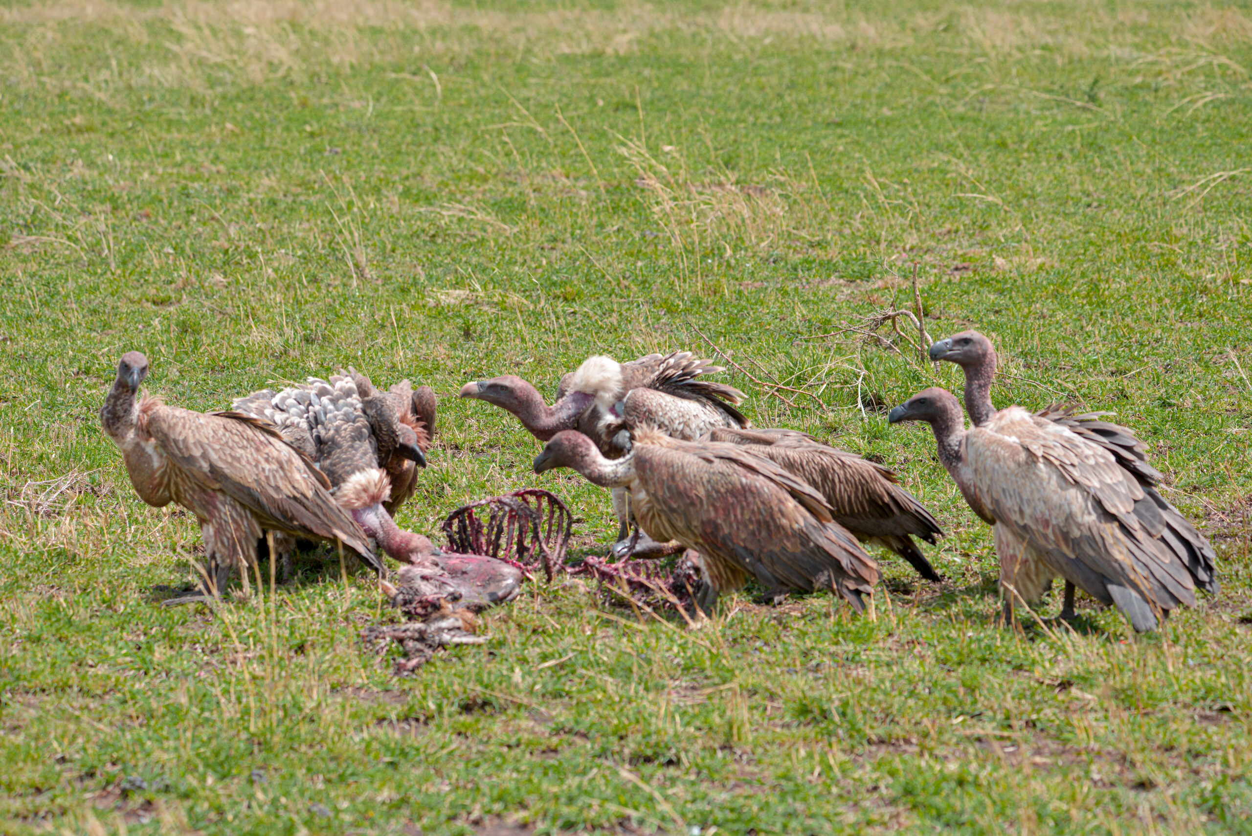 Serengeti Park-Mateys Wild Tours
