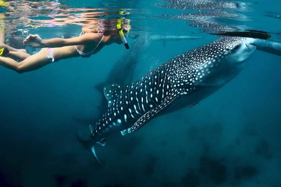Diver_whale_shark _mafia_island_Mateys Wild Tours