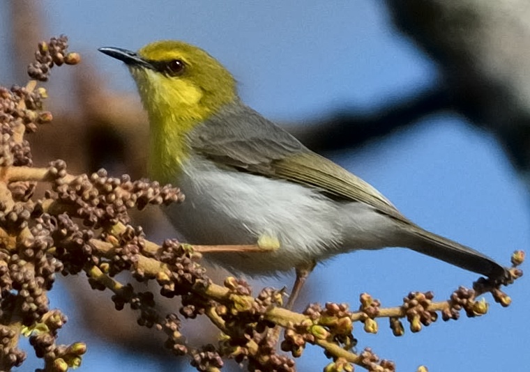Green-Capped_Eremomela-Mikumi-National Park-Mateys Wild Tours
