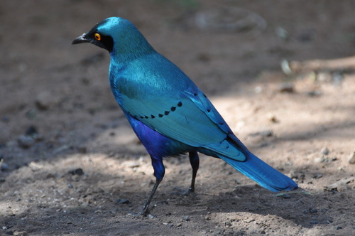 Miombo-Blue-Eared-Starling-Mikumi National Park-Mateys Tours