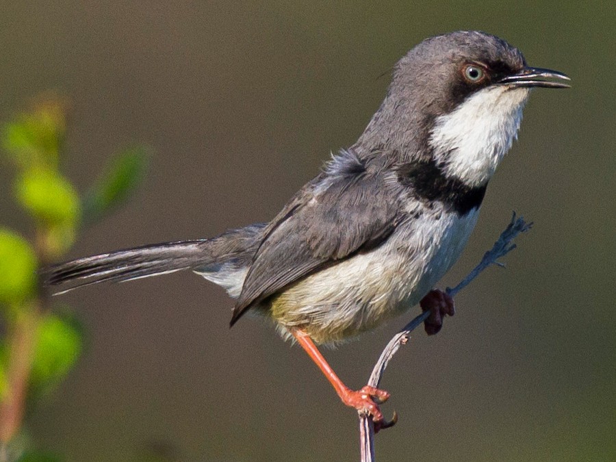 Paarensis Bar Throated Apalis-Pare Mountains-Mateys Wild Tours
