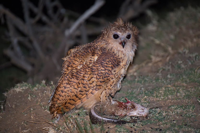 Pel's Fishing Owl-Eating Cat Fish-Mahale Mountains National Park-Mateys Wild Tours