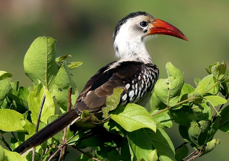 Red Billed Hornbill-Ruaha National Park-Mateys Wild Tours