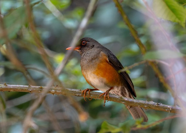 Usambara Thrush-Mateys Wild Tours