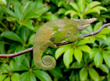 West Usambara-two-Horned Chameleon-Mateys Tours