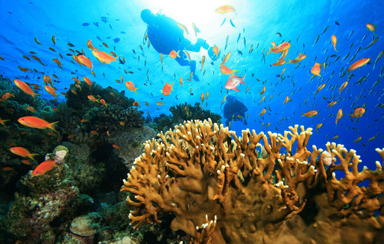 diving-tours-Mafia-Mateys Wild Tours