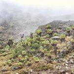 Mount Kilimanjaro Vegetation Zones & Best Places to Stay at Each Elevation (New Update).