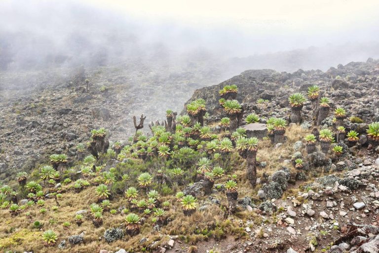 Mount Kilimanjaro Vegetations Zone.