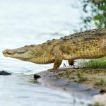 10 Incredible Facts About Crocodiles