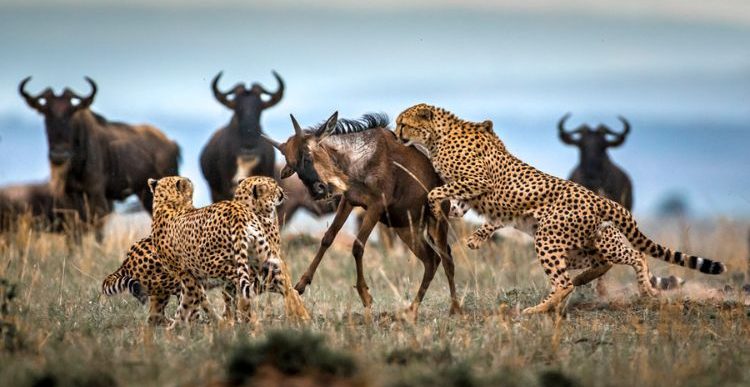 Wildebeest Calving Season Ndutu