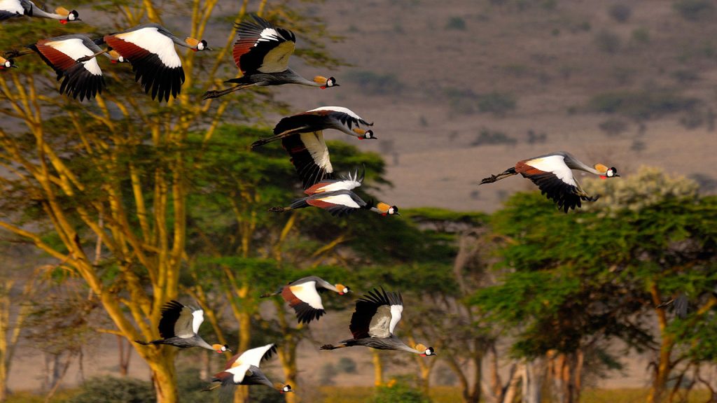 Cranes-Lewa Conservancy-Mateys Wild Tours