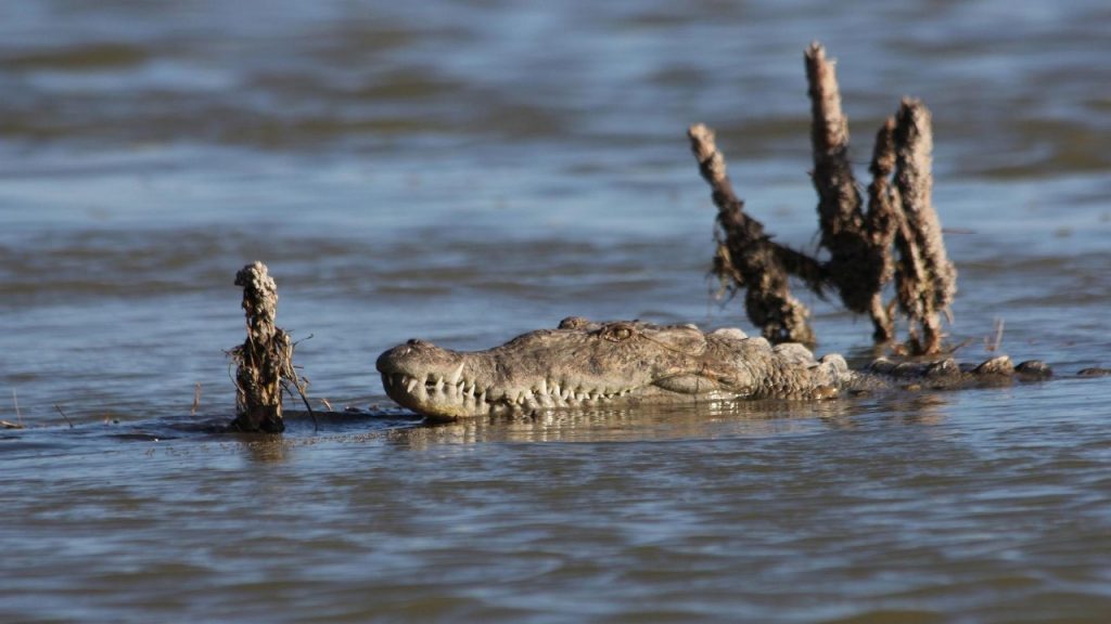 Crocodile-Watching-Central-Island-National-Park