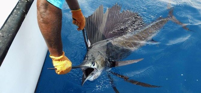 Deep Sea Fishing-Funzi Island, Kenya-Mateys Wild Tours