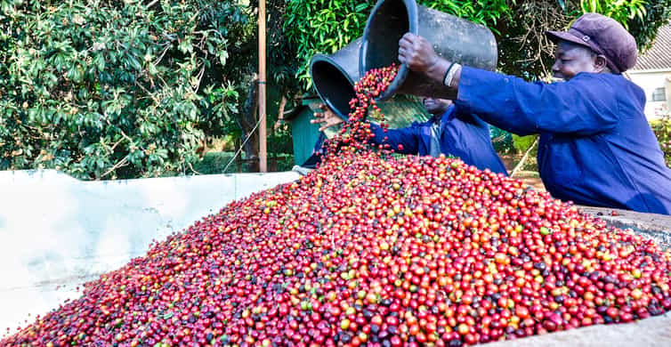 Fair View Coffee Estate-Kiambu-Fruits-Mateys Wild Tours.