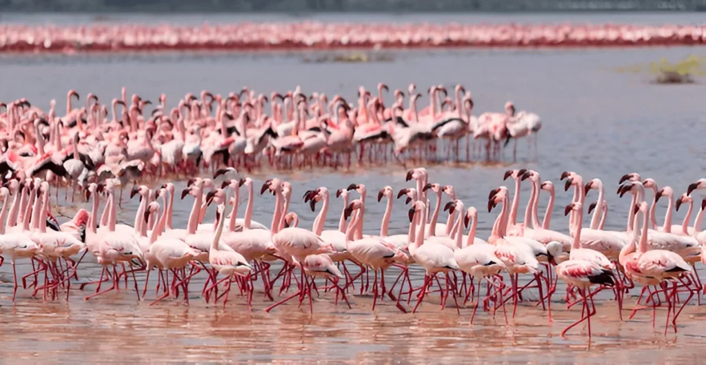Flamingos-Lake Natron-Mateys-Tours