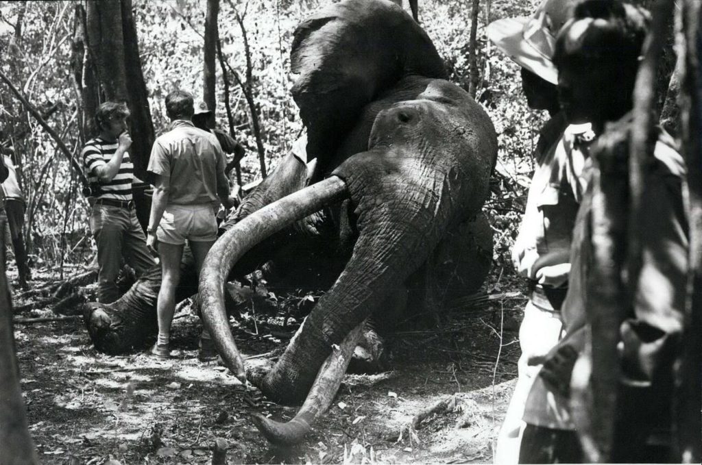 King Ahmed-Giant Elephant-Marsabit National Park-Mateys Wild Tours