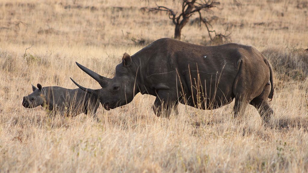 Lewa-black-rhino-Mateys Wild Tours