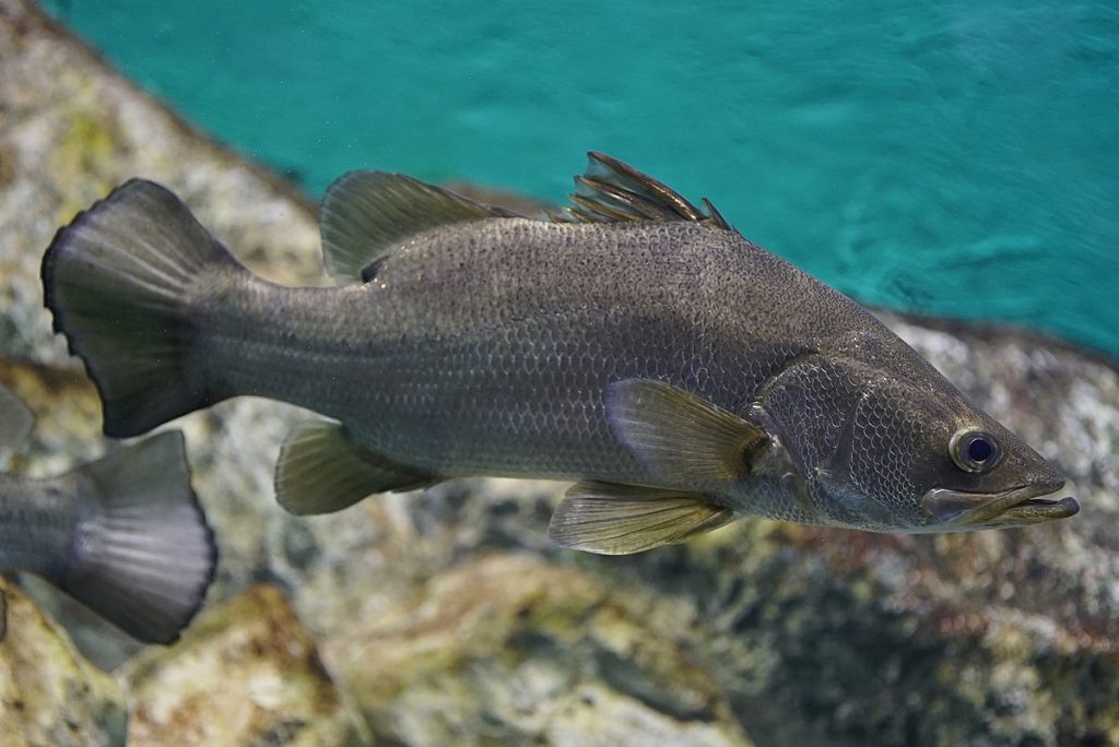 Nile Perch-Central Island-Mateys Wild Tours