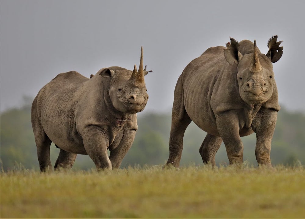 Rhino-Tsavo-West-Ngulia Sanctuary-African Big Five