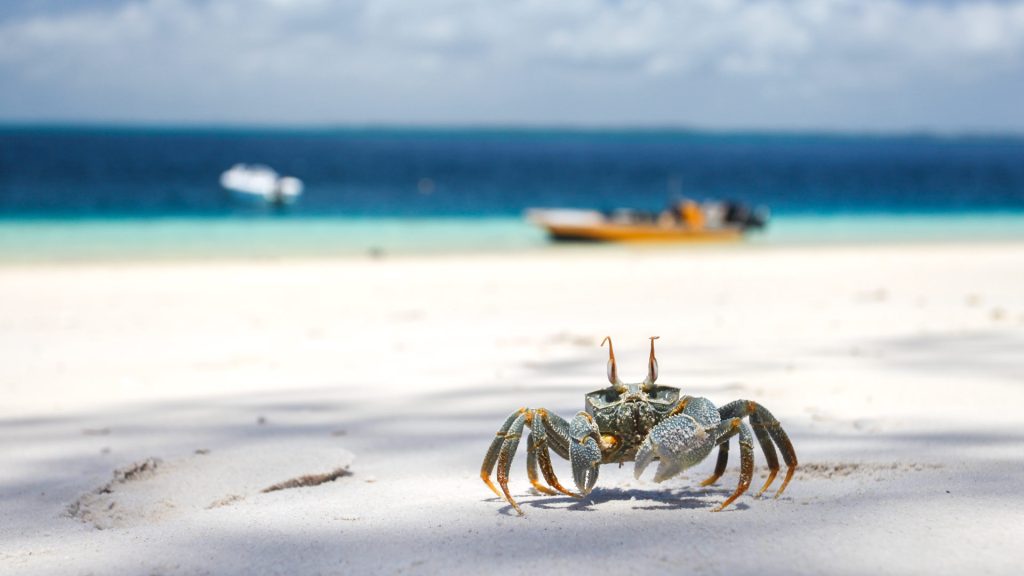 November In Pemba Best Time To Visit Zanzibar.