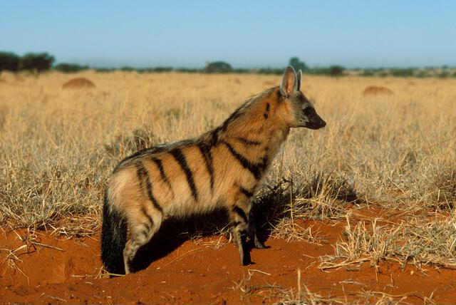 Shy Five of Africa.