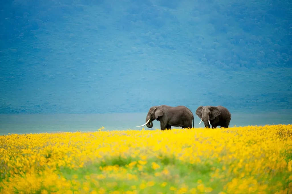 Animals and birds in May
