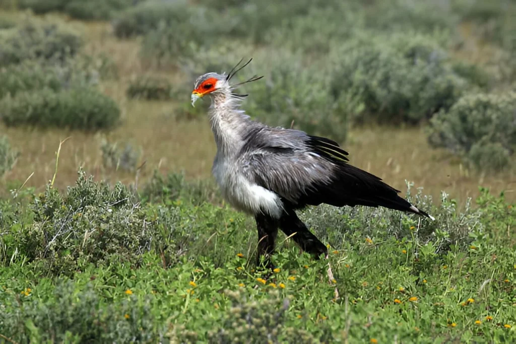 Birds of Tanzania in April