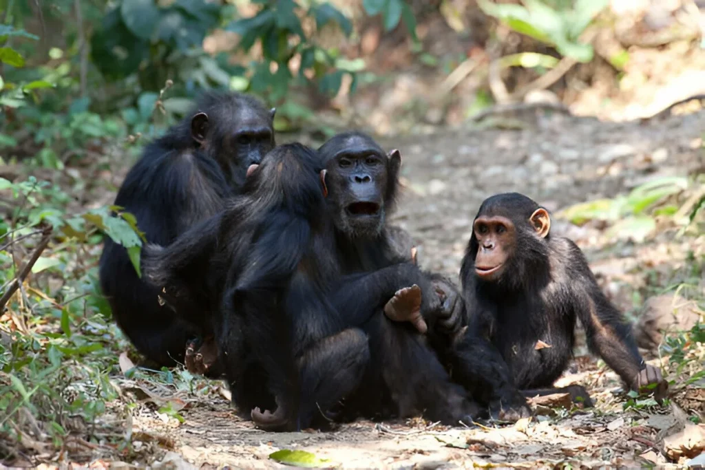 Gombe National Park in August