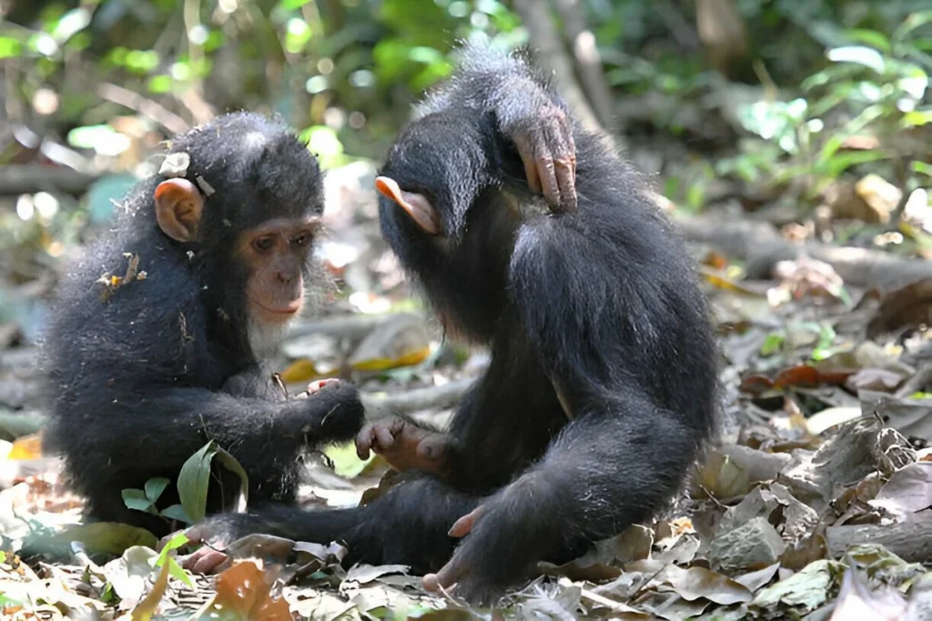 Gombe National Park in February.