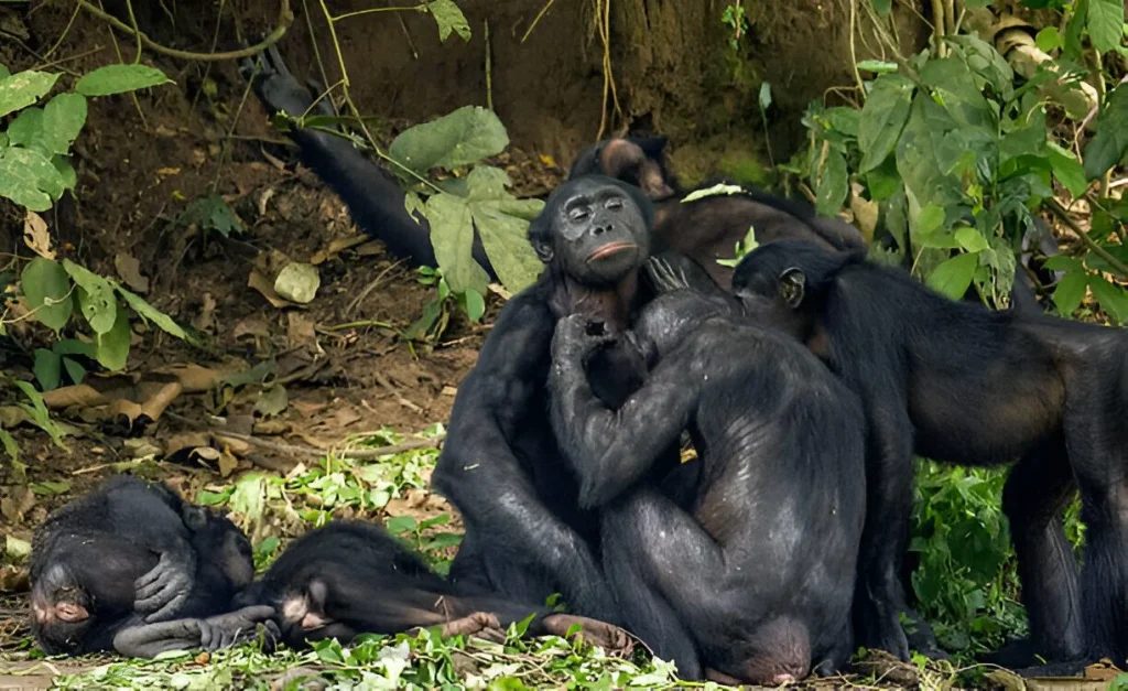 Gombe National Park in June