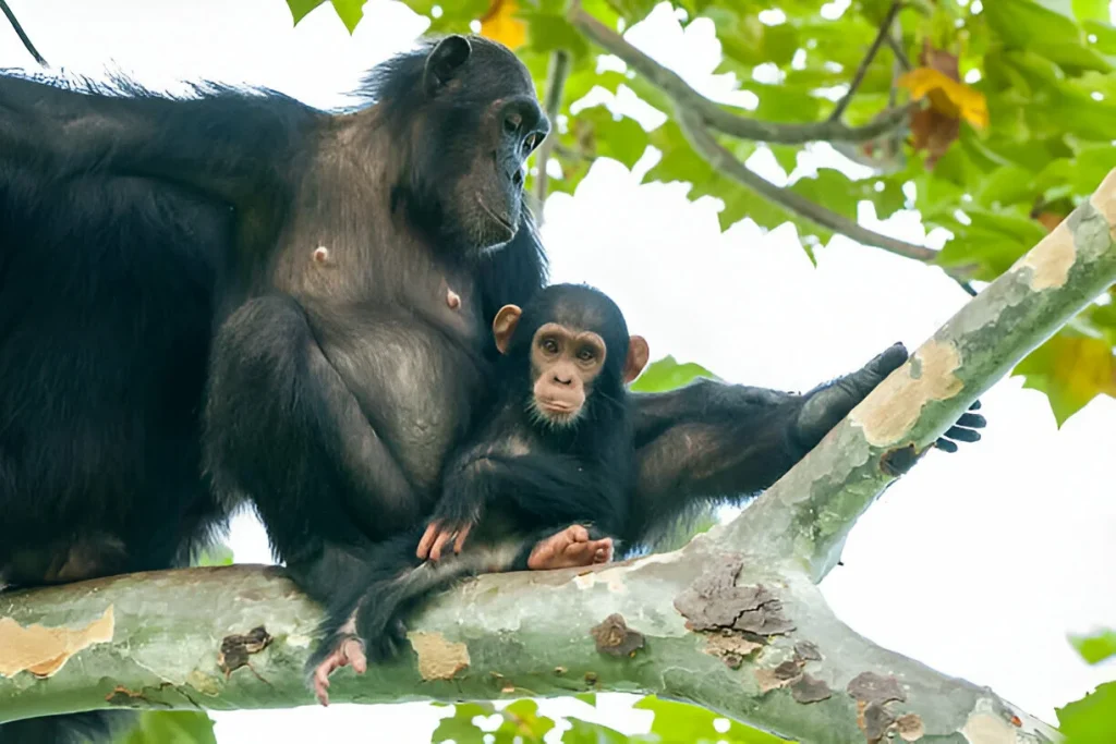 Gombe National Park in October