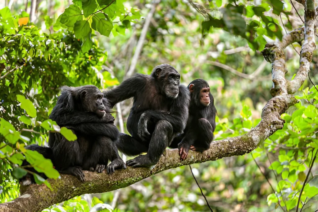 Gombe National Park in March.