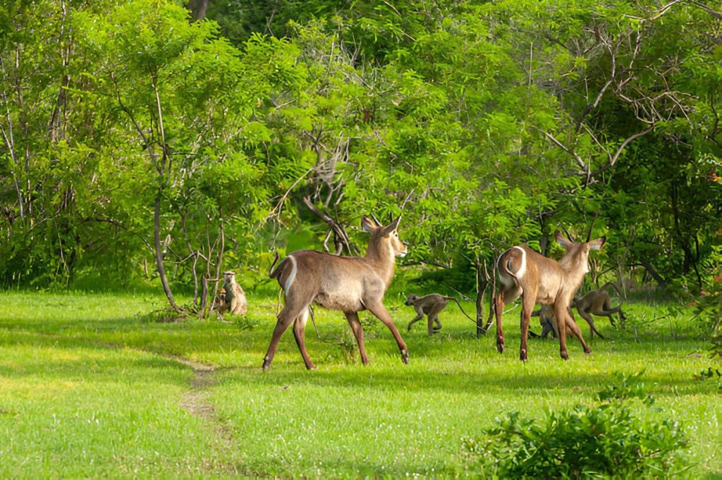 Nyerere-National-Park-in-December