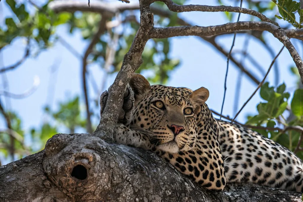 Nyerere-National-park-in-February