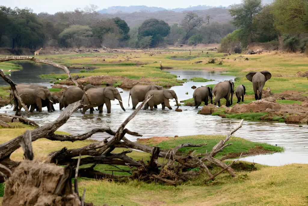 Ruaha National Park in May