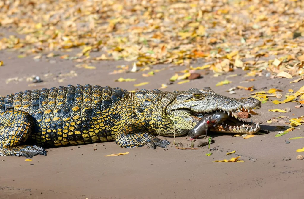 Ruaha National Park in March