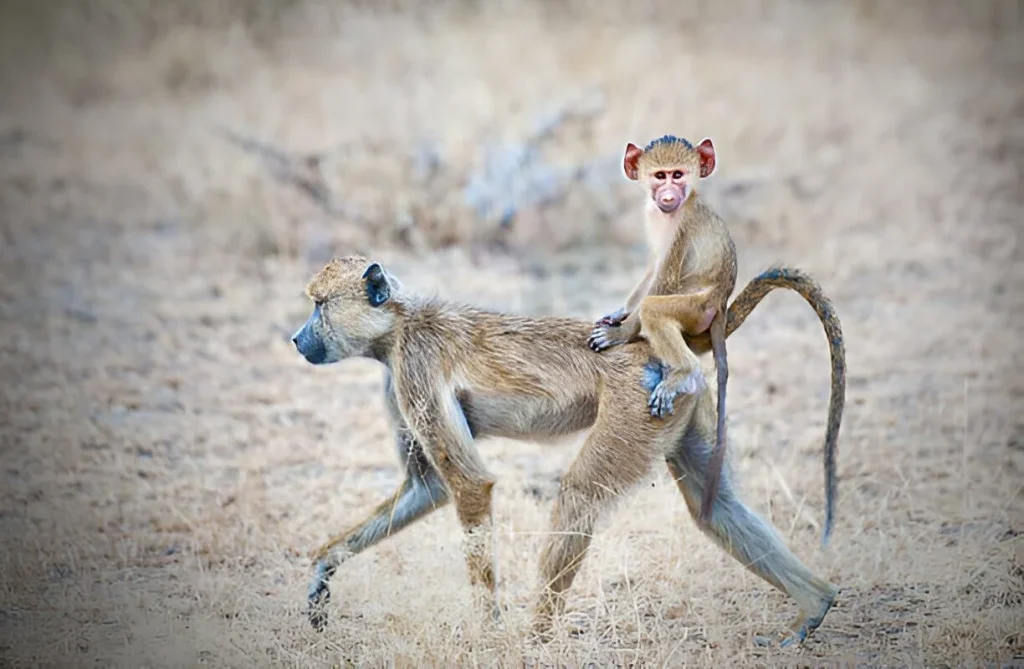 Selous Game Reserve in June