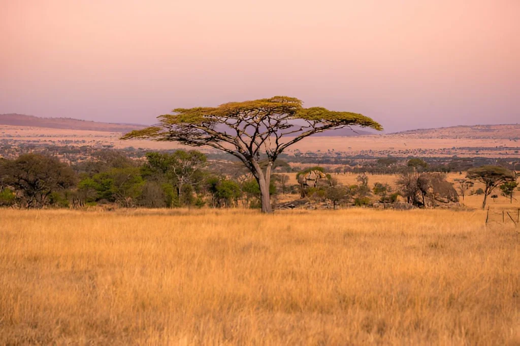 Tanzania Landscape in August