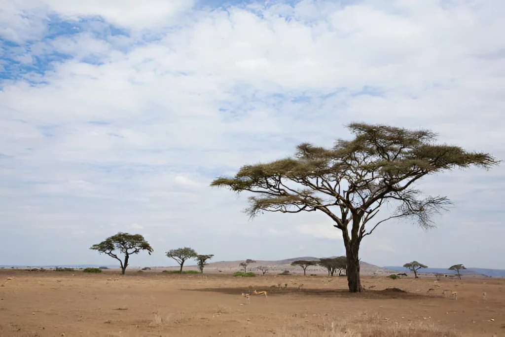 Tanzania Landscape in October