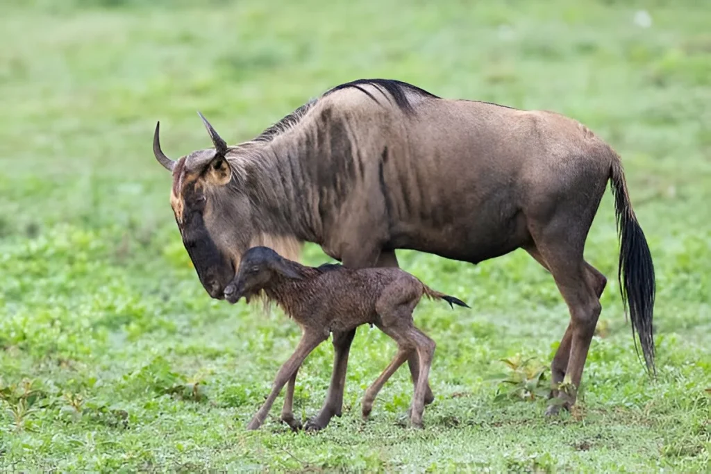 Tanzania in February Calving Season.
