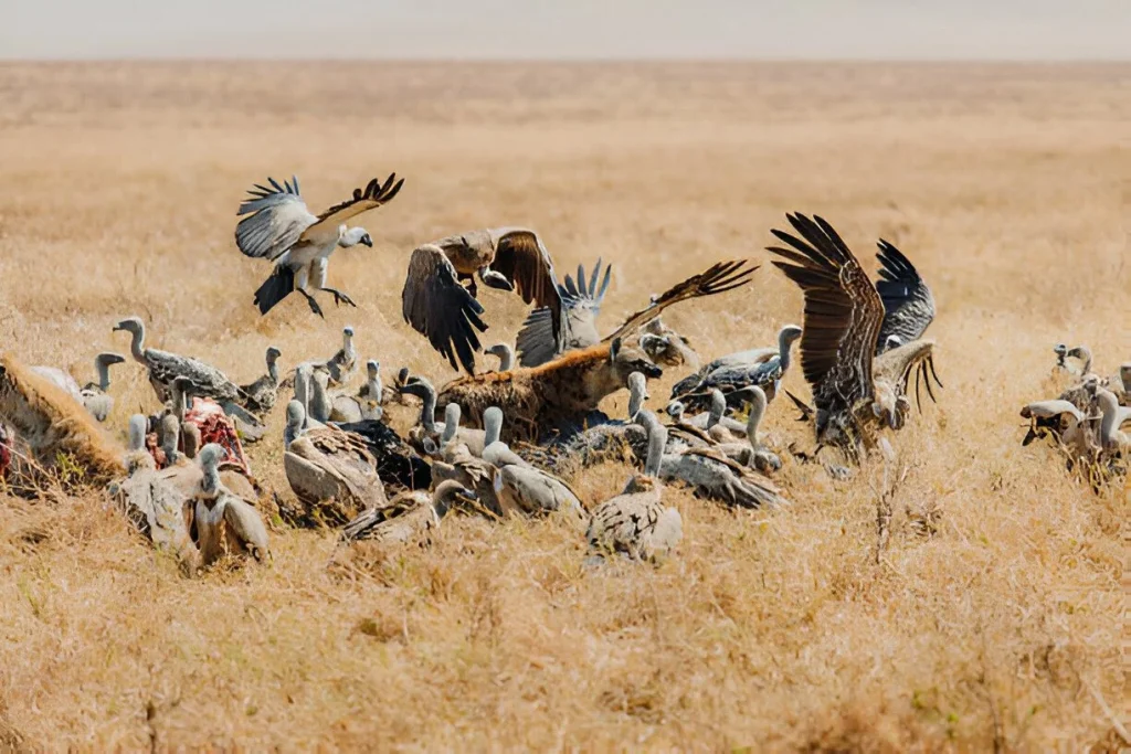Tanzanian Birds in October