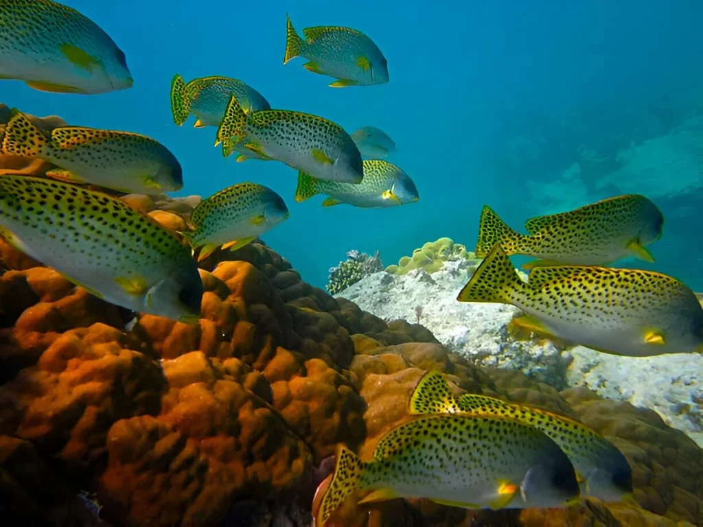 Visiting Zanzibar in November